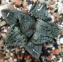 Хавортия вектор (Haworthia vector, ハオルチア　ベクター)